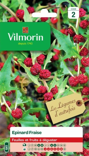 Epinard Fraise - légume d'autrefois - Feuilles et Fruits à déguster - Ses Feuilles au goût de Noisette et Ses Fruits au goût de Betterave - Culture en Pot - Hauteur de la Plante 1m