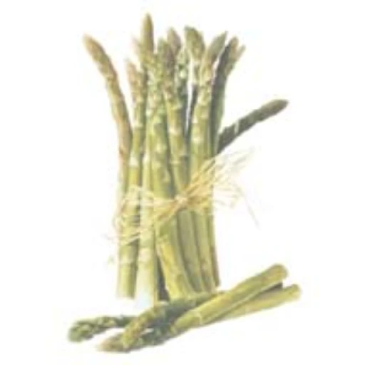 Asperges