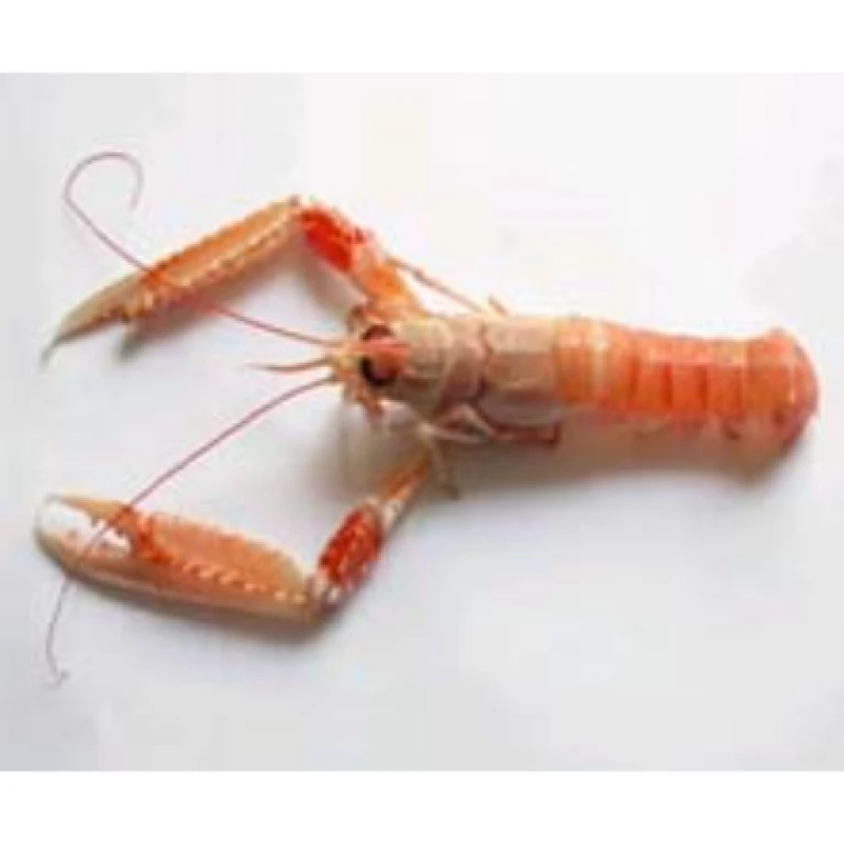 Langoustine